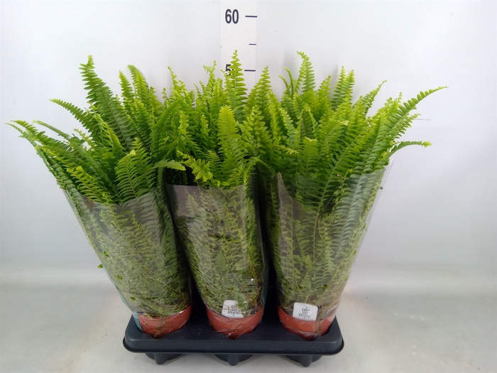 <h4>Nephrolepis exal. 'Green Lady'</h4>