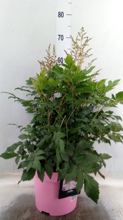 <h4>Astilbe   ...</h4>