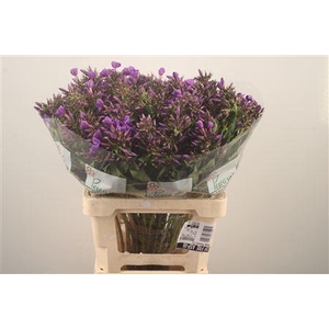 Phlox Van Gogh Blue