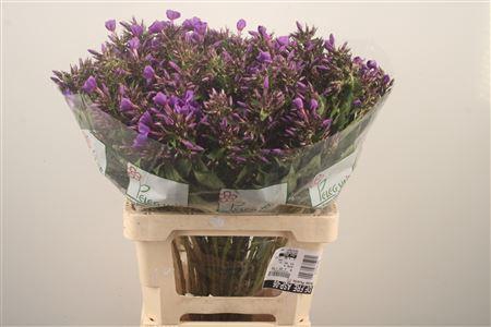 <h4>Phlox Van Gogh Blue</h4>