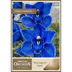 CYMB Dyed Blue Lagoon