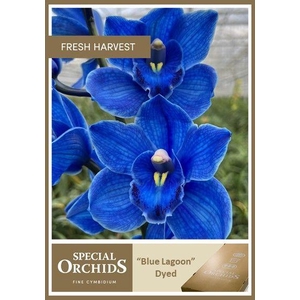 CYMB Dyed Blue Lagoon