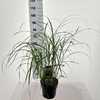 Miscanthus sinensis