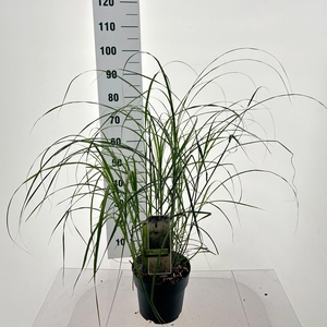 Miscanthus sinensis