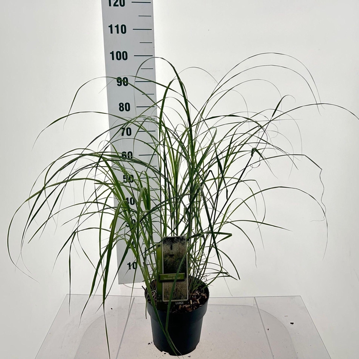 <h4>Miscanthus sinensis</h4>