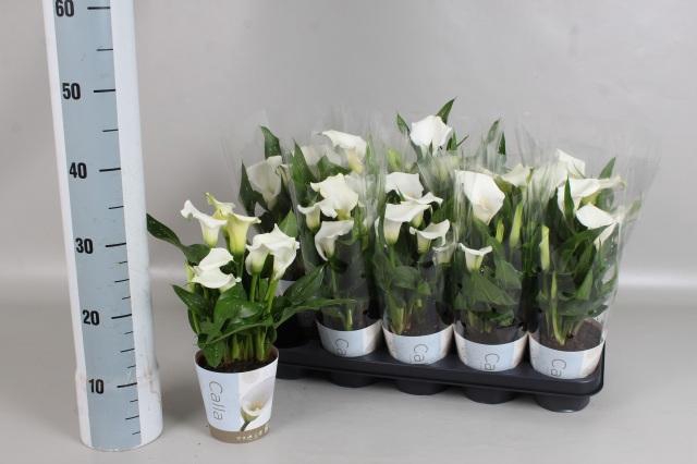 <h4>ZANT CAPT FRESCO</h4>