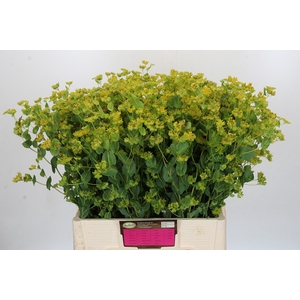 Bupleurum Griffithii
