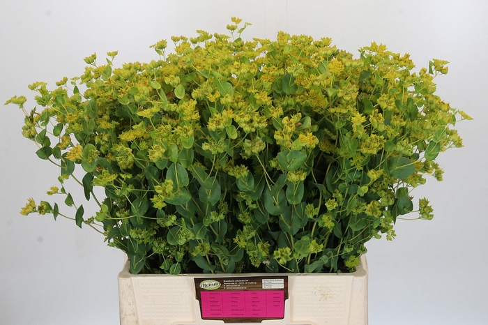 <h4>Bupleurum Griffithii</h4>
