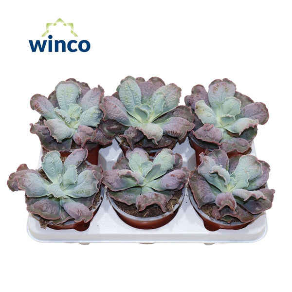 <h4>Echeveria Paul Bunyan</h4>