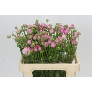 Ranunculus Moderna Dolce
