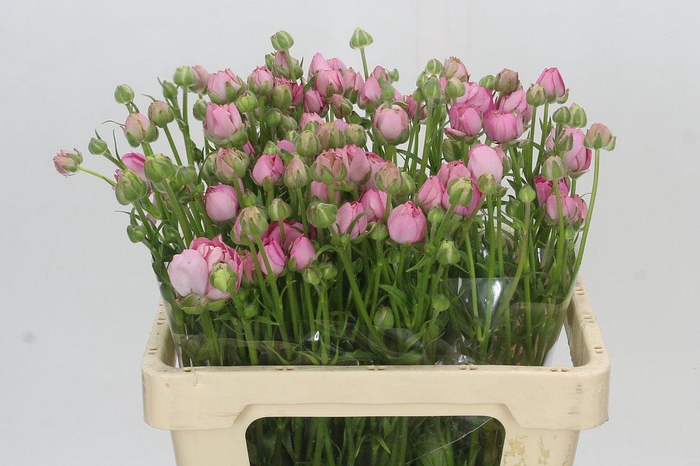 <h4>Ranunculus Moderna Dolce</h4>