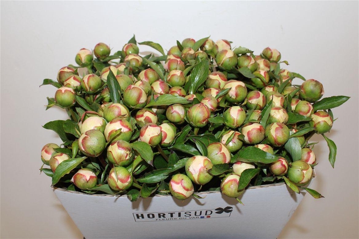 <h4>Paeo L Pecher</h4>