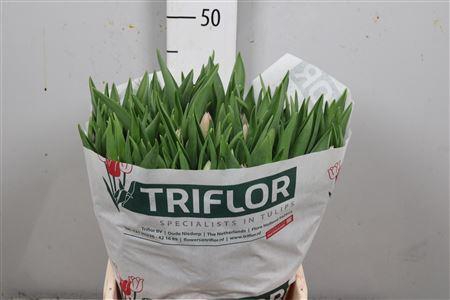 <h4>Tu En Dynasty</h4>