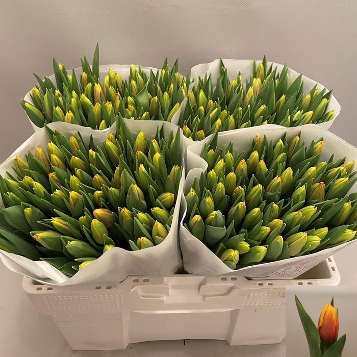 <h4>TU EN DOW JONES</h4>