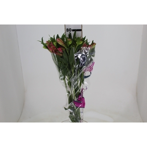 ALSTROEMERIA MODENA 080 CM