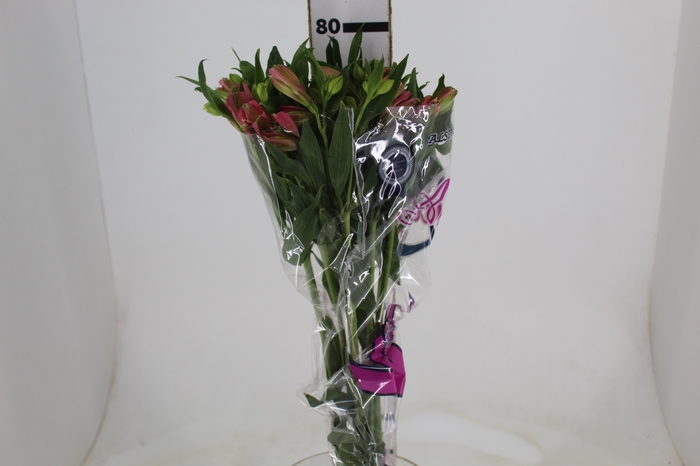<h4>ALSTROEMERIA MODENA 080 CM</h4>