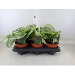 Scindapsus pictus 'Trebie'