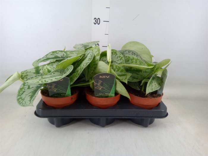 <h4>Scindapsus pictus 'Trebie'</h4>