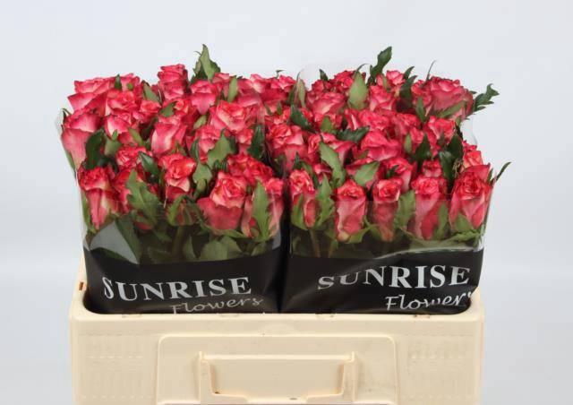 <h4>R GR SPARK CONDOR</h4>