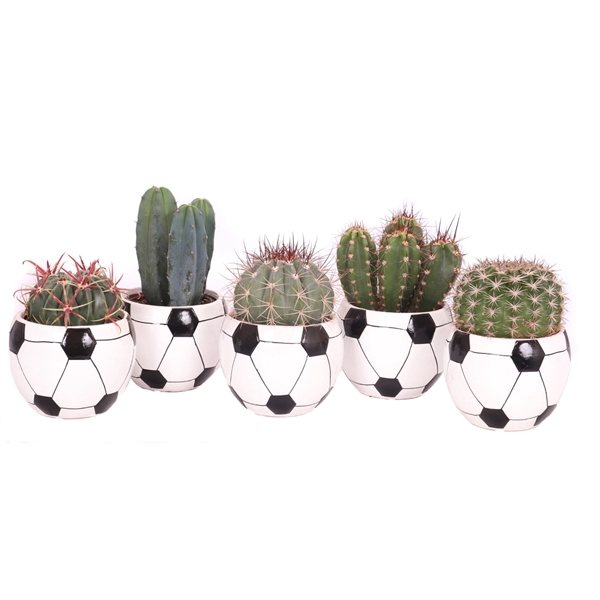 <h4>Cactus voetbal 10 cm</h4>