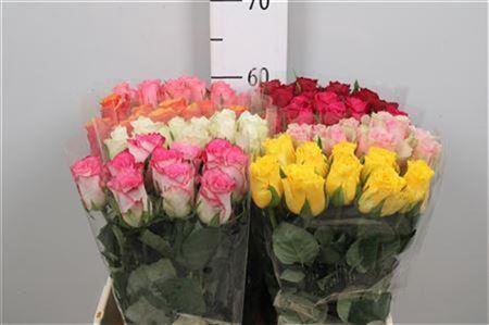 <h4>R Gr Gemengd In Fust Nvr60</h4>