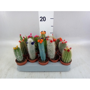 Cactus ...decorated