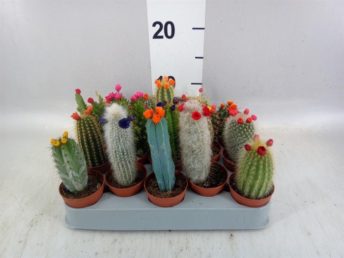 <h4>Cactus   ...decorated</h4>