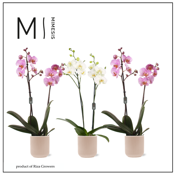 <h4>Phalaenopsis Charming Mix 2 spike - 12cm in Atlanta Peach | Mimesis</h4>