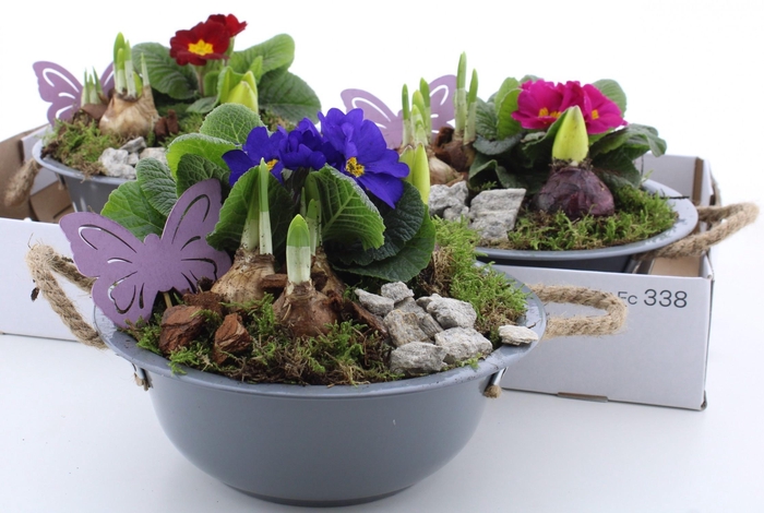 <h4>ARR PL IN SCHAAL</h4>