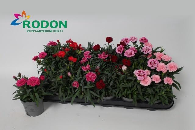 <h4>DIAN GEMENGD</h4>