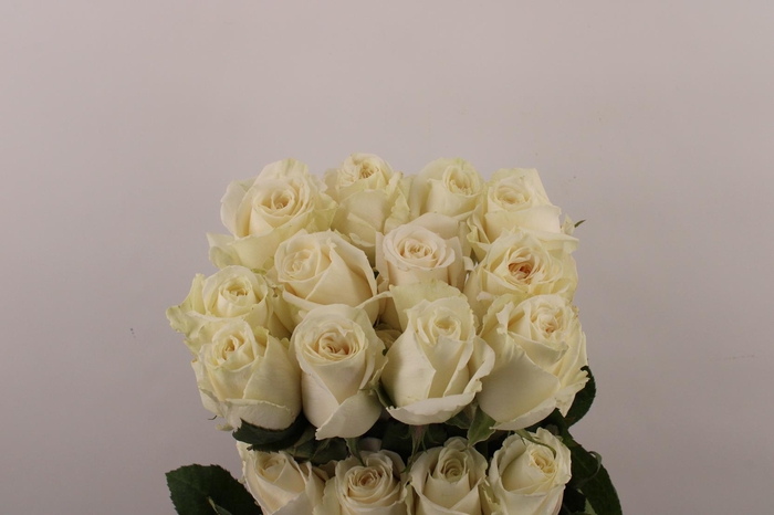 <h4>R Gr Playa Blanca</h4>