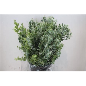 ACACIA BAILEYA BL BS