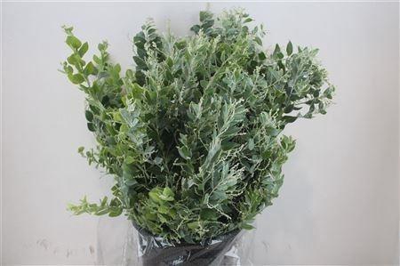 <h4>ACACIA BAILEYA BL BS</h4>