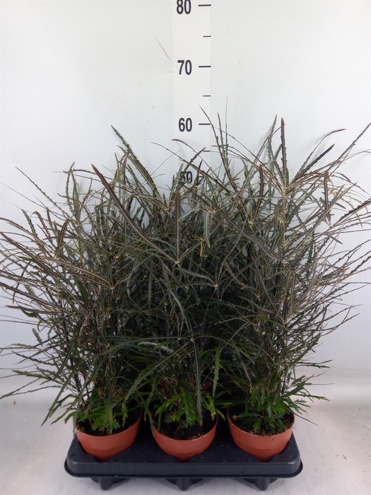 <h4>Dizygotheca eleg.</h4>