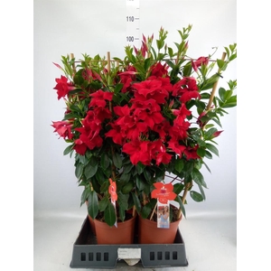 Mandevilla sand. 'SumStar Red'
