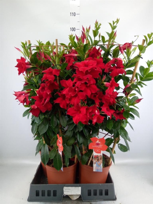 <h4>Mandevilla sand. 'SumStar Red'</h4>