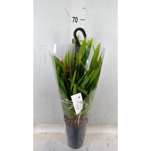 Cymbidium  'Indian Summer'