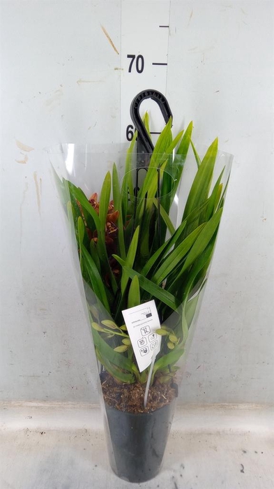 <h4>Cymbidium 'Indian Summer'</h4>