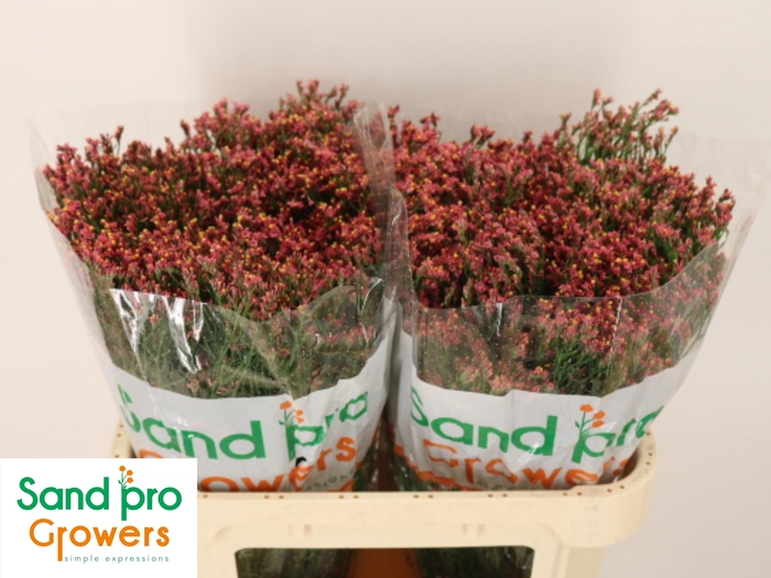 <h4>LIM SIN MAX DIA</h4>