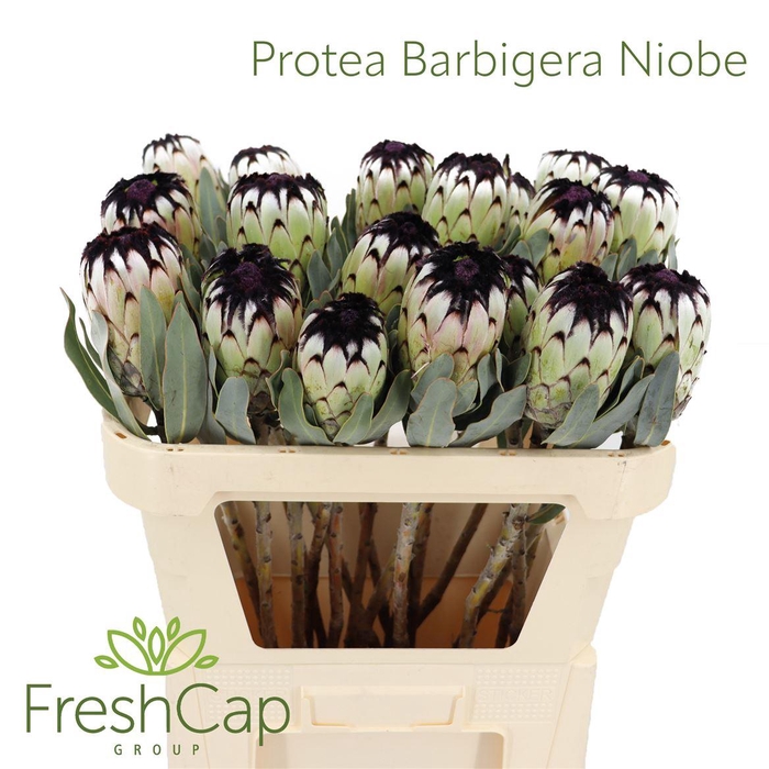 <h4>Protea Barbigera Niobe</h4>