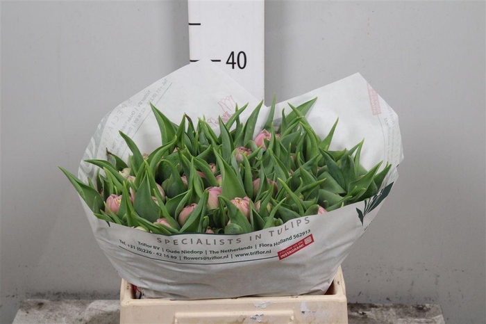 <h4>Tu Du Maitresse</h4>