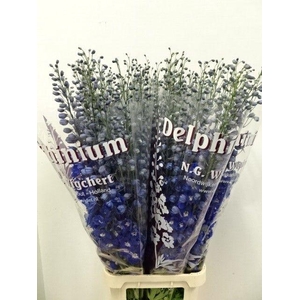 DELPH DU DEWI BLUE STAR