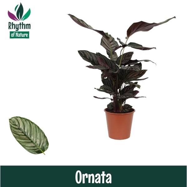 <h4>Calathea 19cm Ornata Rhythm of Nature</h4>