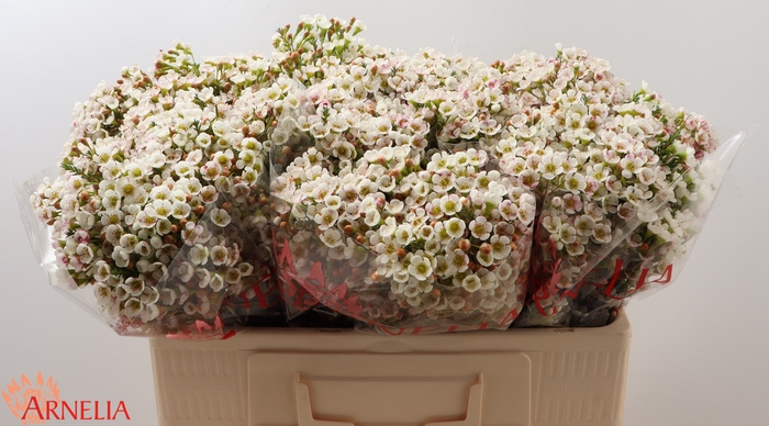 <h4>CHAMELAUCIUM 'MORNING DELIGHT'</h4>