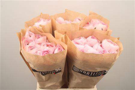 <h4>Ran Fr Su Favola</h4>