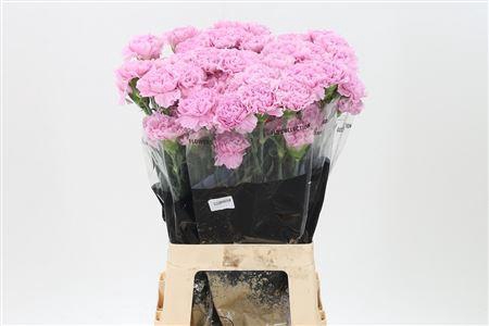 <h4>Di St Clearwater</h4>