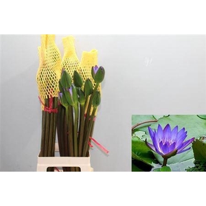 Nymphaea Blue