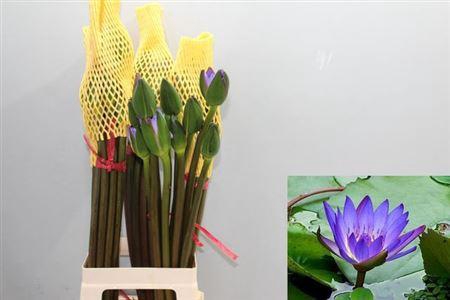 <h4>Nymphaea Blue</h4>