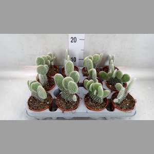 Opuntia microdasys 'Albispina'