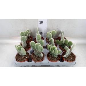 Opuntia microdasys 'Albispina'